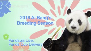 Pandapia Live: Panda cub delivery