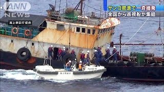 サンゴ密漁対策で、全国から巡視船を集めて一斉摘発(14/11/21)