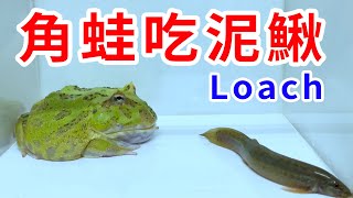 Pacman Frog vs. Loach: An Epic Battle and Feast 南美角蛙與泥鰍：一場史詩般的戰鬥和盛宴