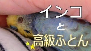 インコと高級ふとん《16歳のご長寿おじいちゃんセキセイインコ愛ちゃん日記》16-year-old budgerigar Ai-chan diary