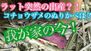 のーか 【ペット達の今】コチョウザメのぬりかべについて、ラットの出産