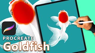 #Shorts - Goldfish Art by Ipad Pro 2021 [ Procreate ] #Illustration Goldfish Wallpaper