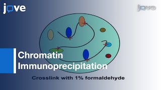 (ChIP):Assay Dynamic Histone Modification In Activated Gene Expression