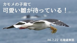 【野鳥】カモメの雛が誕生！親鳥の傍でヨチヨチ歩き #オオセグロカモメ #Larus schistisagus #北海道 #雛 #birds #wildlife #nature #ヒナ #子育て #海鳥