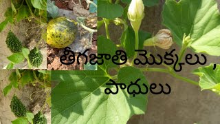 తీగజాతి మొక్కలు గురించి #pleasesuscribe #happygardening 🤗