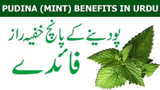 MINT Podine Ky 5 Khufia Raaz in Urdu | Spacial Health