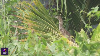 Pond Heron Relaxing in Paddy Fields | Stunning Birdwatching | Ardeola grayii