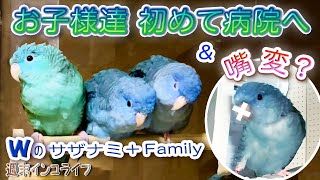 【サザナミインコ病院へ行く】 健康診断と嘴の異常『週末インコライフ』