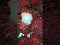 SWEET RAMBUTAN FRUITS…#shorts #trending #viralshorts #viral #oddlysatisfying