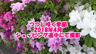 つつじの垣根満開 2018年4月