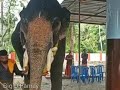 ചിന്നം വിളിച്ച് കൃഷ്ണനെ തൊഴുന്ന കുട്ടി കൊമ്പൻ കീഴൂട്ട് ശ്രീകണ്ഠൻ കാണേണ്ട scen തന്നെ bigdfamily