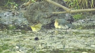 河口湖フィールドセンターのコルリ（雄・幼鳥）VSセンダイムシクイ　その１（4K動画）