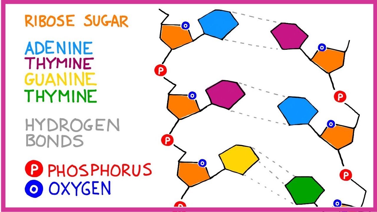 Dna Molecule Structure Youtube