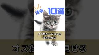 雄猫だけが見せる特別な性格10選@humanity_neko22 #shorts #猫動画