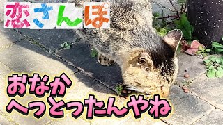 2024年12月25日 恋さんぽ【おなかへっとったんやね】保護猫