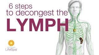 6 Steps to Decongest the Lymph  |  John Douillard's LifeSpa