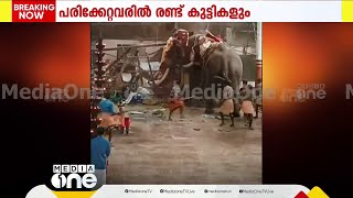 'അമ്മേ...ആനയുടെ അടിയിൽ ആരോ ഉണ്ടല്ലോ....'; ആനകൾ ഇടഞ്ഞുണ്ടായ തിക്കിലും തിരക്കിലുംപ്പെട്ട് 2 മരണം