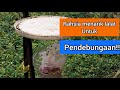 RAHASIA MENARIK LALAT UNTUK PENDEBUNGAAN/KAHWIN BUNGA MANGGA WANGI SEDAP/HARUM MANIS