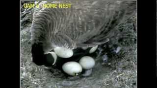 Eaglecrest Wildlife  'Goslings Hatching at Eaglecrest  10:00 am PDT   _3.31.13_