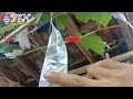 pruning pembuahan pertama anggur tamaki‼️🔥🔥🍇🍇 how to prune the grape