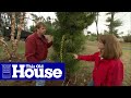 How to Transplant Mature Trees | This Old House