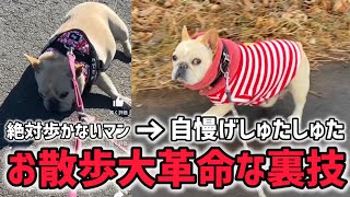 全く歩かないお散歩嫌いの犬が一瞬で走り出す魔法の躾がこちら