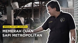 Peternak Sapi Perah Terakhir di Ibu Kota Jakarta.