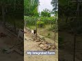 hamara integrated farm bakripalan murgipalan machalipalan horticulture organicfarming viral