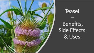 Teasel - Benefits, Uses \u0026 Side Effects