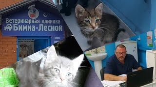 Маленькие пушистики едут в ветеринарную клинику