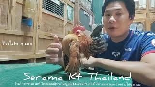 ไก่ซารามอ พื้นฐาน EP.15 คุยกันเรื่องของปีกไก่ซารามอ