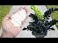 INCREDIBLE! Makes any plant flower and grow 5 times faster (Any plant)