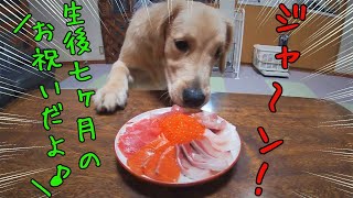 生後七ヶ月を迎えました！月誕生日のお祝いに大興奮のペタ♪（ゴールデンレトリバーの子犬）