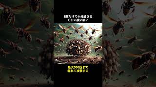 日本最強の生物オオスズメバチの秘密🤫暴露します🔥