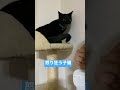 シャーシャー怒る子猫 猫 shorts