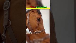 Horseshoe dont hurt horse🐴 😱||#shorts #shortsviral #shortsfeed #shortsvideo #viralvideo