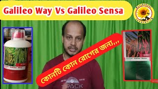 ধানের ঝলসা ও পচন রোগের অন্যতম সমাধান || Paddy Blast, Blight, Rot 100% Solution | Galileo way, sensa