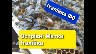 Острівні Матки Італійка Кордован  Островные Матки Итальянка Матковод АМГ