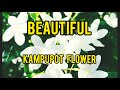 ITO PALA ANG KAMPUPOT FLOWER