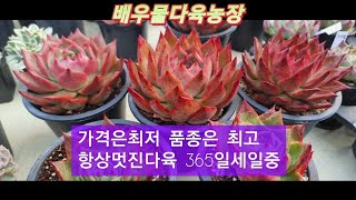 다육이 가격은최저로   품종은 최상급으로드립니다