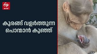 കുരങ്ങ് വളർത്തുന്ന പൊന്മാന്‍ കുഞ്ഞ്; മനുഷ്യർ ഇത് കണ്ടുപഠിക്കണം || ETV Bharat Kerala