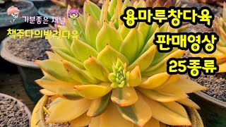 [창전문 용마루 판매영상] 25종 준비했습니다 \\좋은창 을 만나보실 준비 되셨죠?\\010-8643-8303