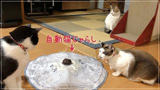 自動猫じゃらしがやってきた！猫たちの反応