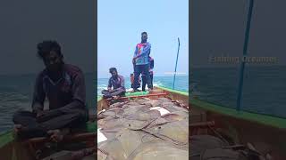 1 Ton of stingray fish / திருக்கை மீன் fishing times #fishing #fish #status 🎣