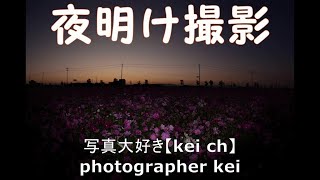 コスモス畑夜明け写真の撮り方レクチャー