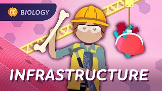 Why You’re More Than Goo: Animal Infrastructure: Crash Course Biology #44