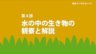 身近な自然観察｜水辺の生きもの　part4