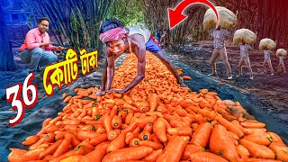 কিভাবে গাজর বিক্রি করছে দ্বিগুণ লাভে 🥕 | Carrot Farming | Carrot Washing Machine | গাজর মেশিন