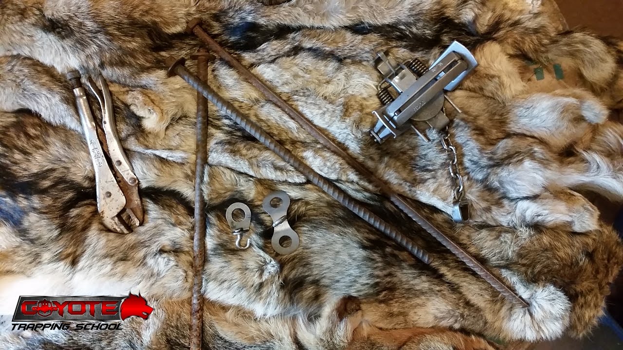 Predator Trapping With Rebar Stakes Youtube
