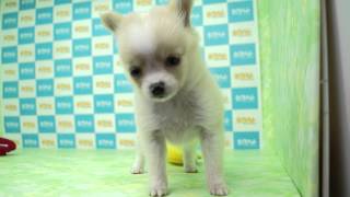 【きくちペット】 子犬子猫№14316　ミックス犬